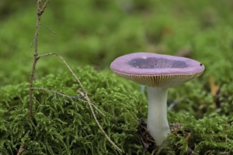 Russula