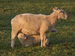 A mother sheep in a meadow nursing her little lamb, both seem content and relaxed, Borken,