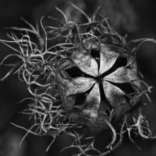 Seed capsule, Venus hairy