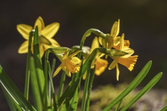 Bright yellow daffodils in the sunlight, Weseke, Borken, Westphalia, Germany, Europe