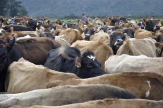 Musterer brings Jersey cows in from pasture to the milking shed, West Coast, New Zealand, Oceania
