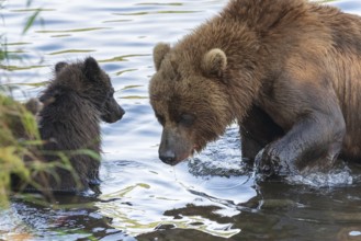 Kamchatka brown she-bear with cub fishing red salmon fish in river during fish spawning. Wild