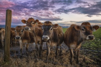 Friendly cows say hello at sunset. Northern California, USA, North America