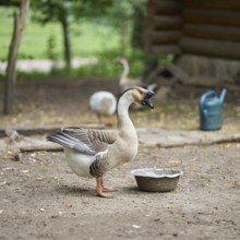 Vigilant grey-brown mute goose, Anser cygnoides, on a farmg