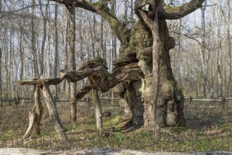 The kings oak tree, Kongeegen, a more then 1500 years old oak tree in Jægerspris Nordskov, Denmark