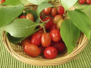 Cornelian cherries in a basket