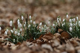 Small snowdrop, Galanthus nivalis