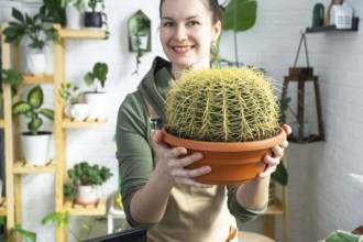 Large echinocactus Gruzoni in the hands of a woman in the interior of a green house with shelving