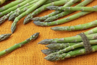 Fresh asparagus officinalis isolated on orange background. Raw garden asparagus stems