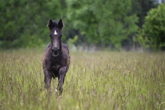 Running foal in spring meadow, black horse