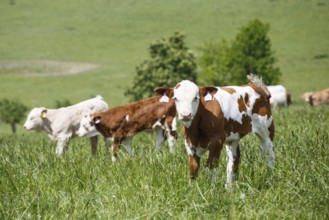 Cows and calves grazing on a spring meadow in sunny day