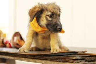 Fuzzy beige and brown puppy mutt dog in yellow scarf sitting