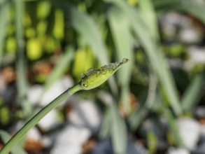 Macro photograph of a bud with snow crystals on a plant stem, weseke, borken, münsterland, germany