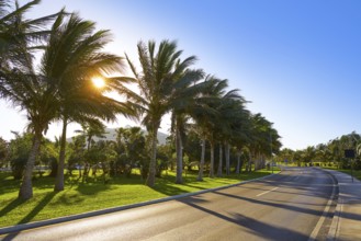 Cancun Mexico Kukulcan boulevard palm trees at Hotel Zone in Mexico