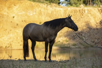 Portrait of a Quarter Horse on a halter, Austria, Europe