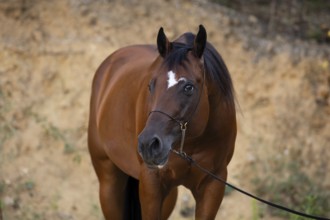 Quarter Horse gelding on halter in portrait, Austria, Europe