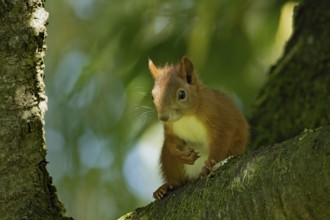 Squirrel sitting on tree trunk looking from the front