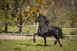 Frisian gelding in the pasture in autumn