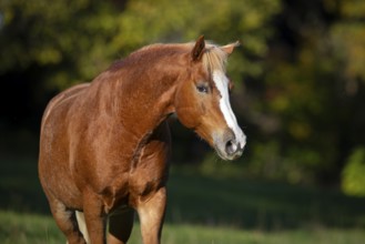 Portrait of Haflinger gelding in autumn on the pasture, Austria, Europe