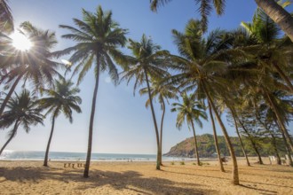 Idyllic Beach near Goakarna town, palms and Indian Ocean: sunbeams, cow and sand, people at far