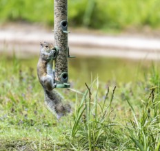Grey Squirrel on Birdfeeder