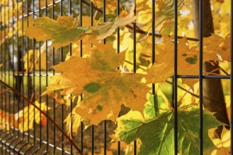 Maple trees near wire fence in autumn city park