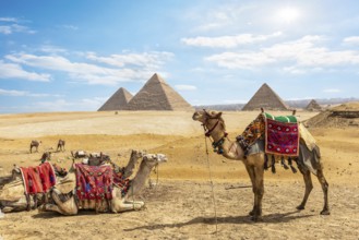 Family of camels near pyramids of Giza in desert, Egypt, Africa