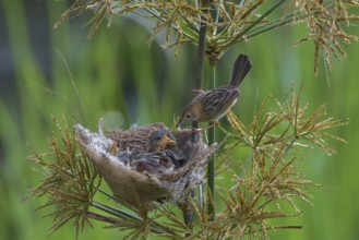 Striped-headed reed warbler feeding its chicks
