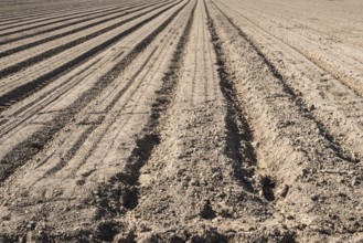 Plowed land. Sunny day