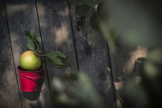 Apple on wooden floor and apple tree branch