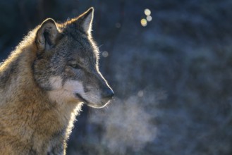 A wolf (Canis lupus) standing in the cold with visibly breathing vapour, Captive, Germany, Europe