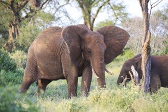 Elephants with red skin because of dust in Tsavo East National Park, Kenya, Africa