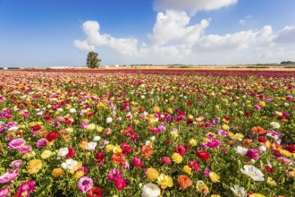 Spring flowering. Kibbutz fields of flowering garden buttercups / ranunculus/. Cumulus clouds fly