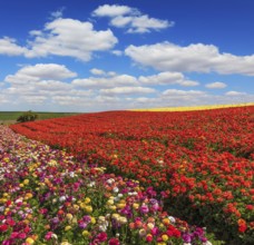 Bright festive red blooming field of buttercups. Warm spring day