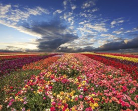 Spring cloud illuminated by the sunset. Buttercups blooming garden. Farmers field with flowers
