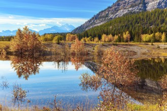 Sunny day in October. Picturesque Abraham Lake. Canadian autumn. The yellow and orange leaves of