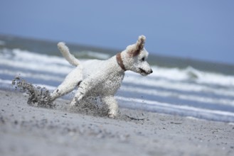 A playful dog romps in the sand on the beach while the sea can be seen in the background