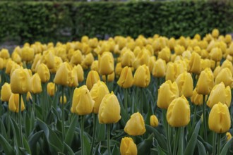 A lush field of tulips with bright yellow flowers in a garden, vreden, münsterland, germany