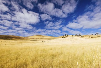 Summer time landscape in the Central Plateau Conservation Area near Ouse in Tasmania, Australia,