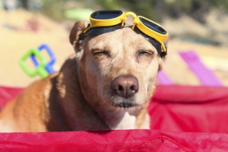 Funny dog with goggles at the beach