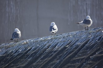 Common gulls (larus canus) standing on building roof in summer, Berlevåg, Norway, Europe