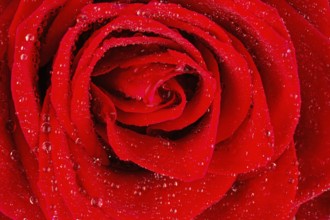 A red rose with drops of water on the blossom. Austria
