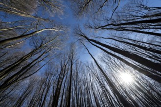 Primeval forest Urwald Sababurg, Hofgeismar, Weser Uplands, Weserbergland, Hesse, Germany, Europe