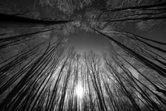 Primeval forest Urwald Sababurg, Hofgeismar, Weser Uplands, Weserbergland, Hesse, Germany, Europe
