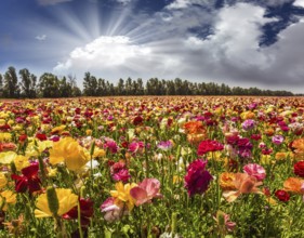 Bright lush spring blooming of garden buttercups. The soft sun is breaking through the cumulus