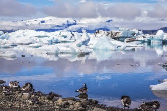 Summer in Iceland. Beautiful summer morning in the icy ocean lagoon with floating ice. On the