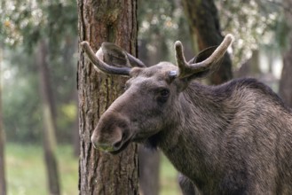 Moose