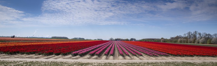 Tulip field with different colours in springtime as a panorama photograph. Tulip field with