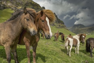 Horse Portrait Iceland