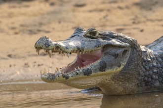 Caiman (Caimaninae), Crocodile (Alligatoridae), crocodile (Crocodylia), animal portrait, Pantanal,